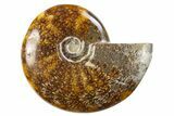 Polished Cretaceous Ammonite (Cleoniceras) Fossil - Madagascar #305930-1